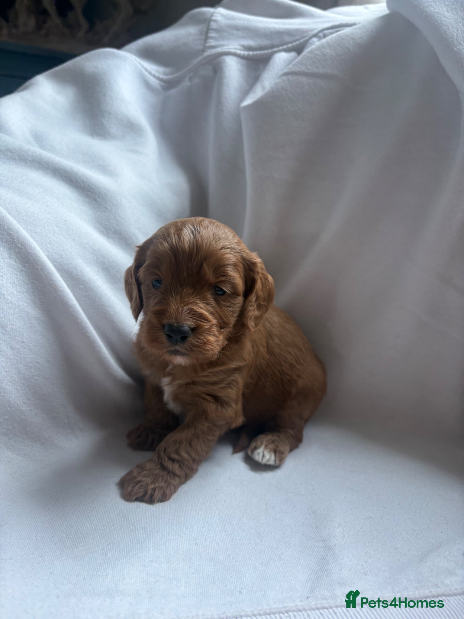 Cockapoo dogs Gorgeous F1 cockapoos 🤍 - Advert 2