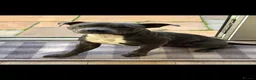 Staffordshire Bull Terrier dogs for stud: Bruce. Blue Staffordshire bull terrier  in Hull - Advert 2