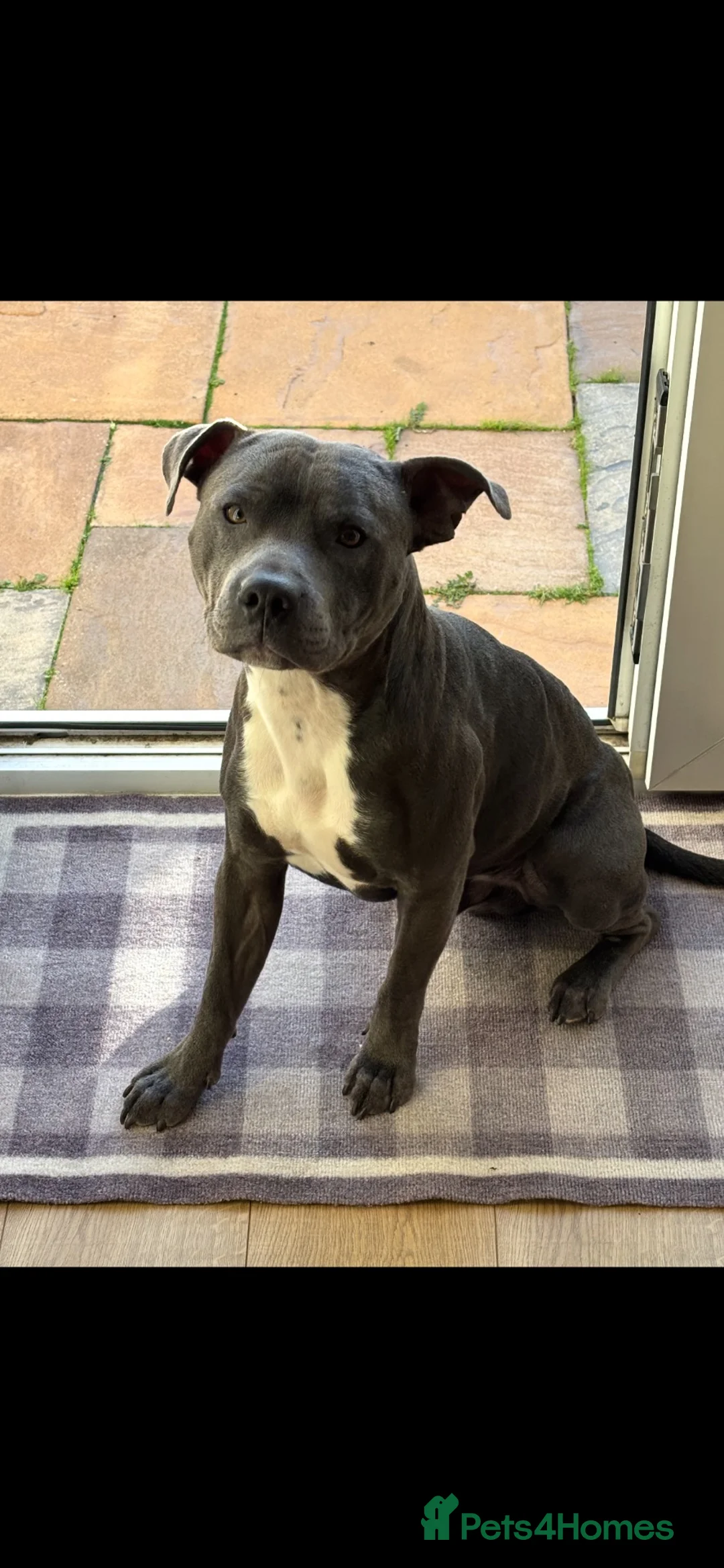 Staffordshire Bull Terrier dogs for stud: Bruce. Blue Staffordshire bull terrier  in Hull - Advert 2