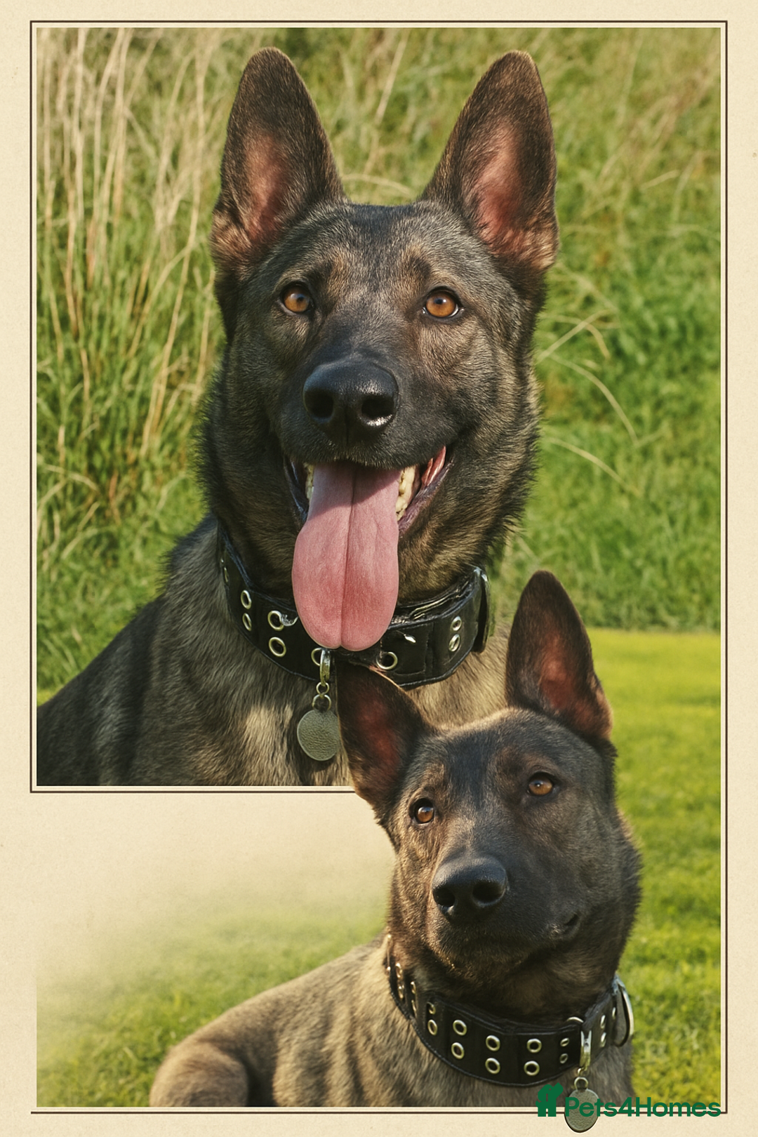 German Shepherd dogs for sale: Available working line female GSD  - Advert 3