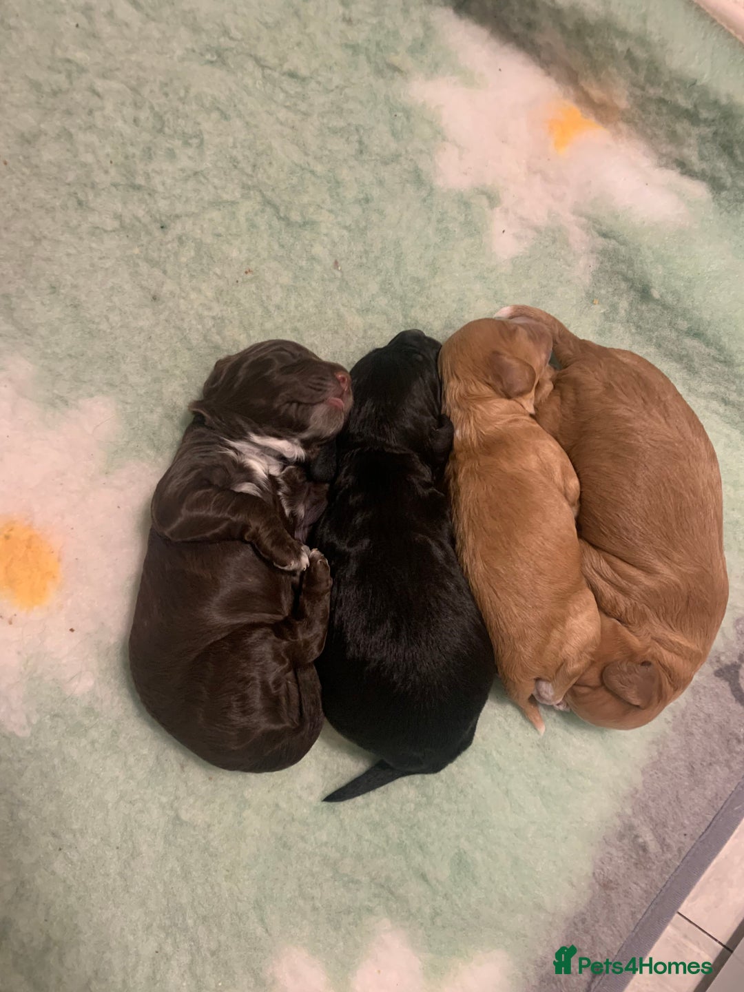 Cockapoo dogs for sale: Cockapoo F1b - Advert 13