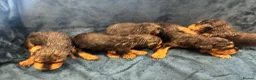Airedale Terrier dogs for sale: KC REG 5⭐️BREEDER 4💖5💙 - Advert 17