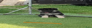 German Shepherd Puppy 6-orange collar
