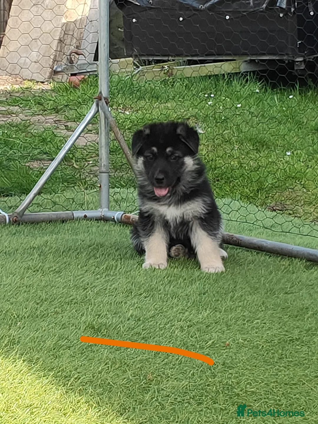 German Shepherd dogs for sale: German Shepherd Puppies  - Advert 18