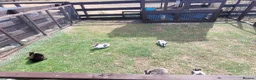 Rex rabbits for sale: Mini rex rabbits for sale - Advert 7