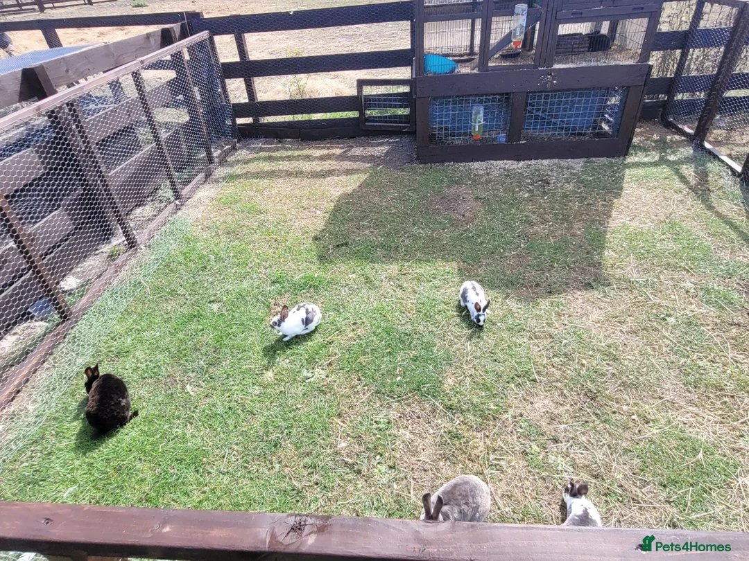Rex rabbits for sale: Mini rex rabbits for sale - Advert 7