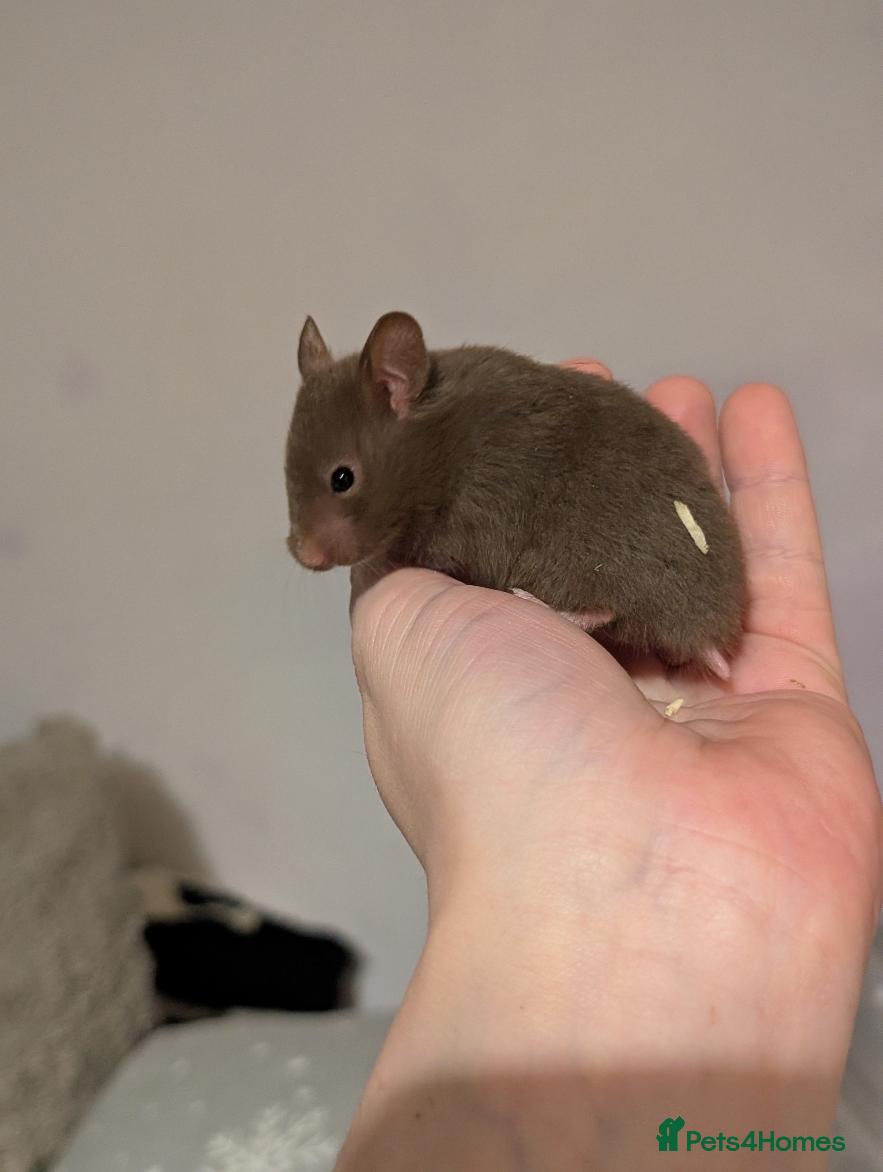 Hamster rodents Pedigree syrian hamsters  - Advert 5