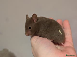 Hamster rodents Pedigree syrian hamsters - Advert 5