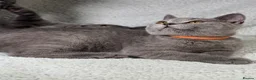 British Shorthair cats for sale: 🐾 Stunning British Shorthairs kittens (Ready Now) - Advert 9