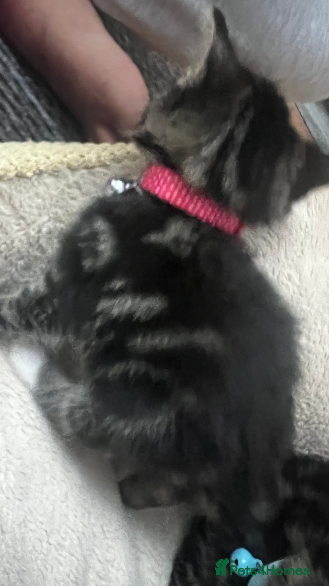 Bengal cats for sale: Beautiful bengals litter of 7😍 - Advert 20