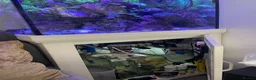 Goldfish fish for sale: reef marine fish tank  - Advert 35