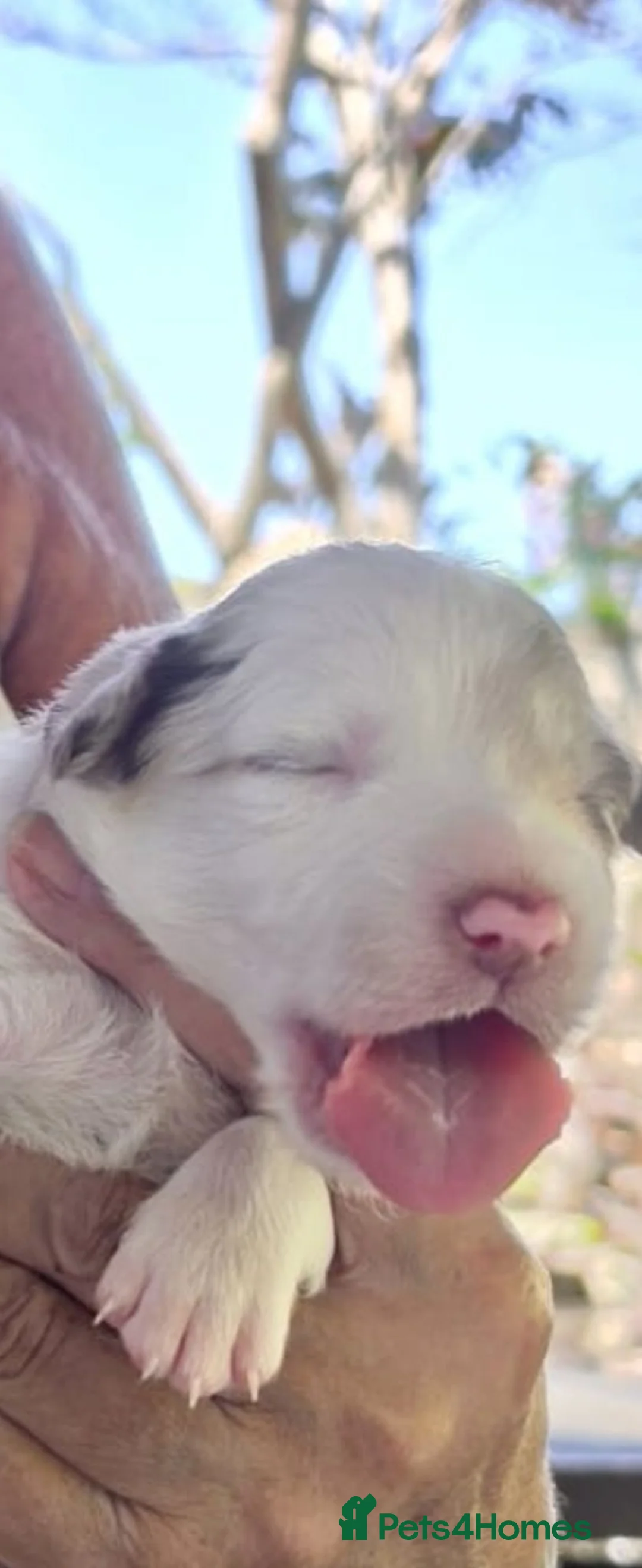 Border Collie dogs for sale: Blue eyed Red Merle - Advert 2