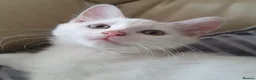 Turkish Angora cats for sale: Turkish angora pure white male kitten - Advert 4