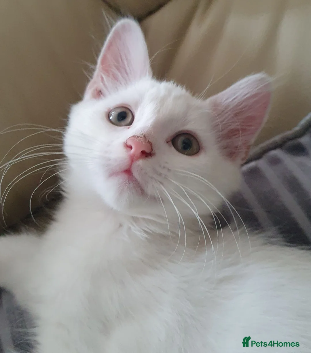 Turkish Angora cats for sale: Turkish angora pure white male kitten - Advert 4