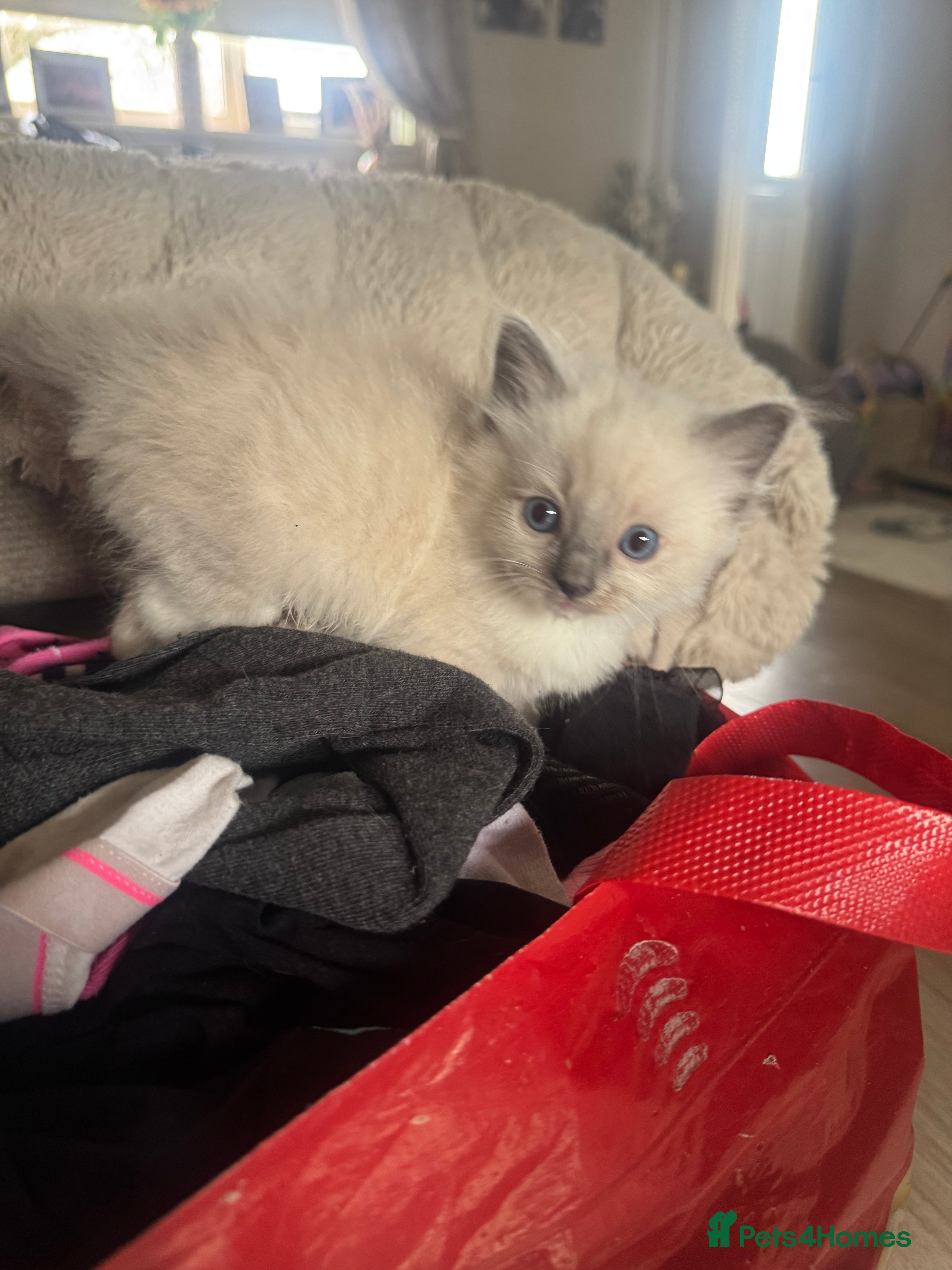 Ragdoll cats Beautiful ragdoll kittens  - Advert 2