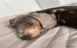 Dachshund dogs for sale: Rehome 4 month old puppy  - Image 5
