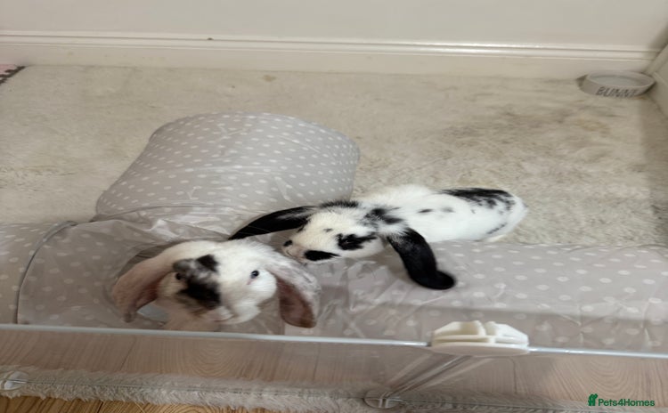 Mini Lop rabbits - Advert 3