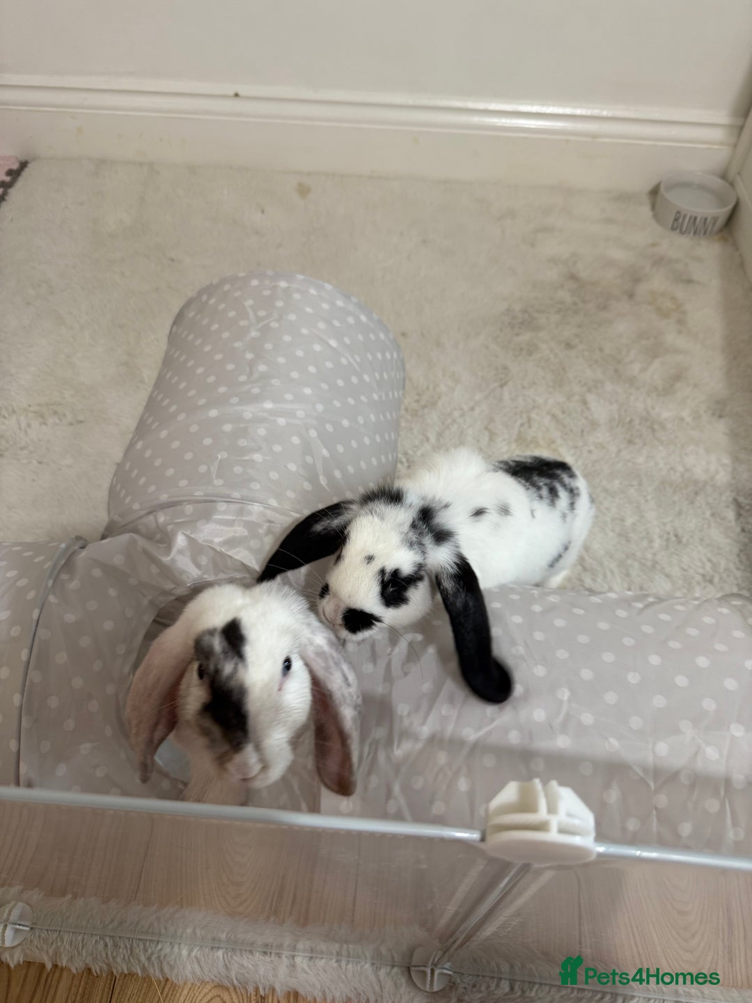 Mini Lop rabbits for sale: Mini lop rabbits for sale  - Image 1