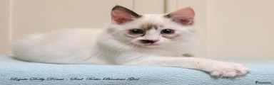 Ragdoll 3
