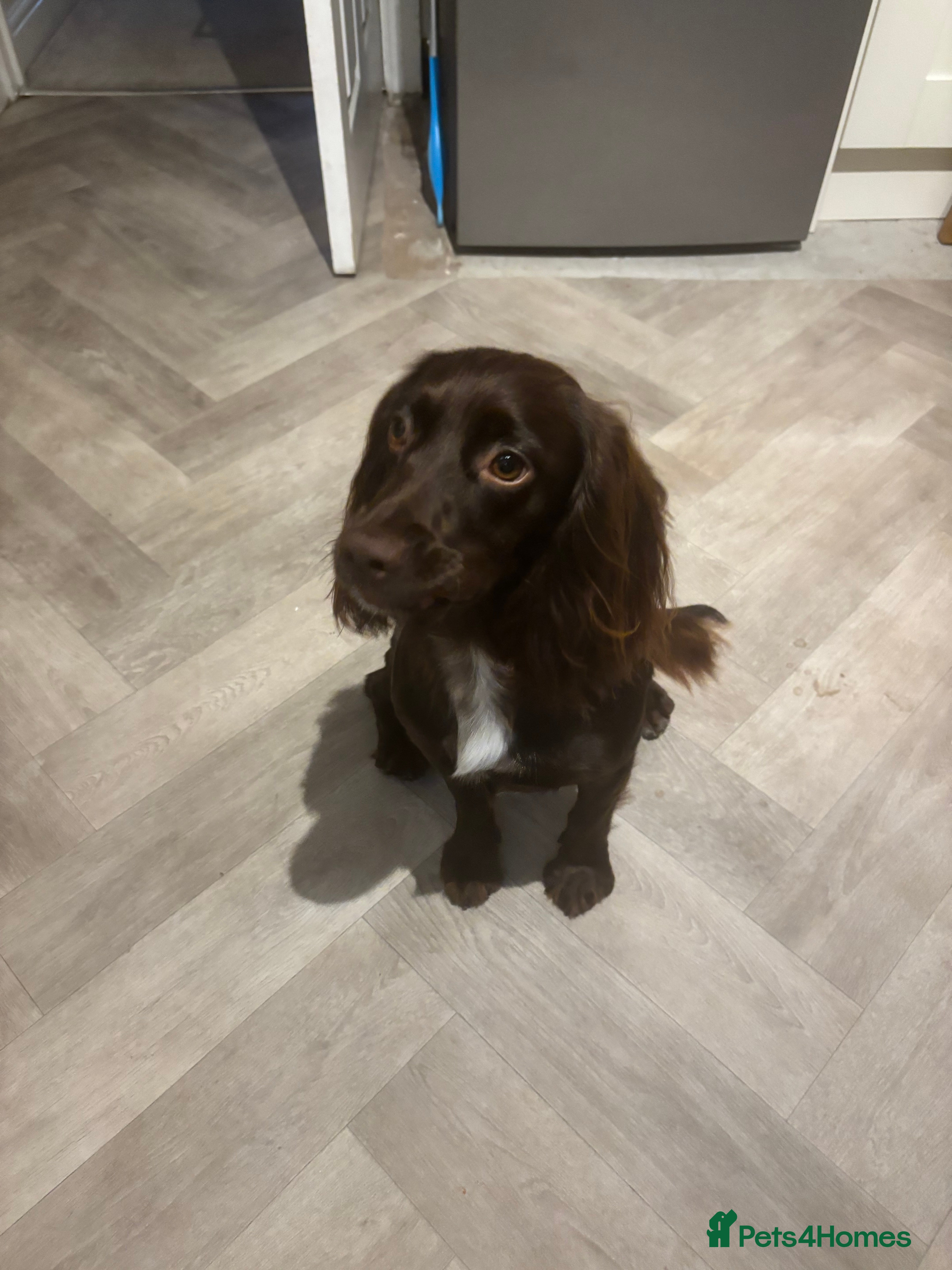 Cocker Spaniel dogs Female cocker spaniel for sale - Advert 1