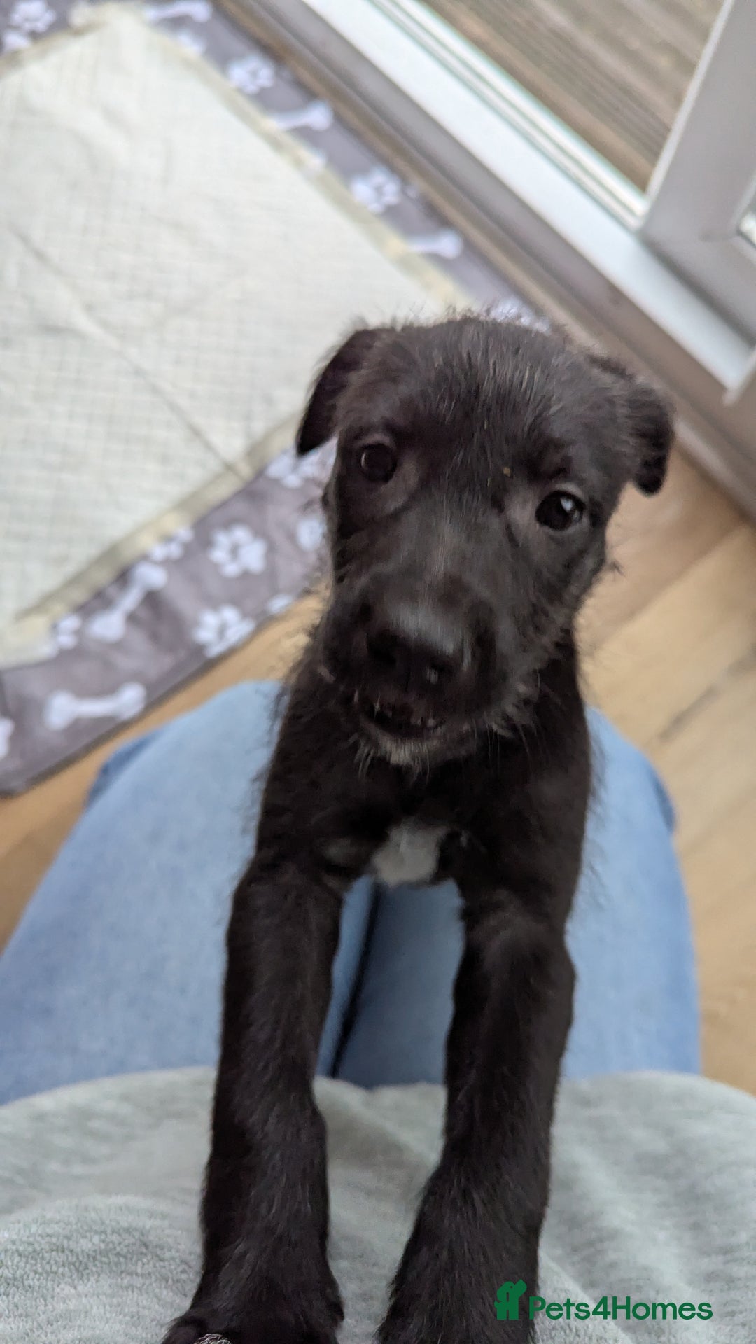 Mixed Breed dogs for sale: Lovely Lurcher puppy for rehome - Advert 1
