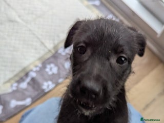 Mixed Breed dogs Lovely Lurcher puppy for rehome - Advert 2