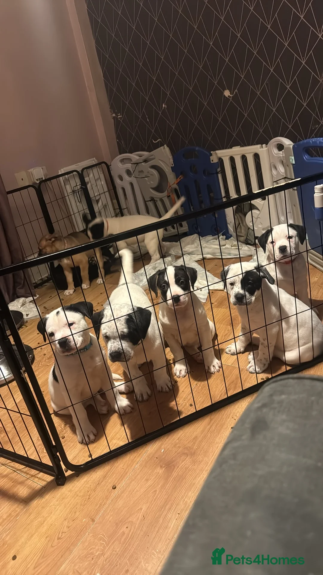 Mixed Breed dogs for sale: Americn bulldog cross Rottweiler puppys  - Advert 1