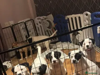 Mixed Breed dogs Americn bulldog cross Rottweiler puppys - Advert 5