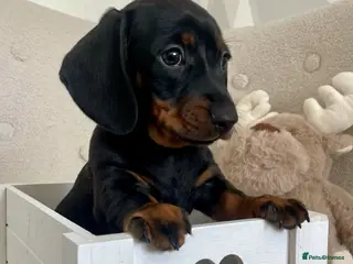 Miniature Dachshund dogs Ready wk end Pra Clear KC Mini Smooth Dachshunds - Advert 1