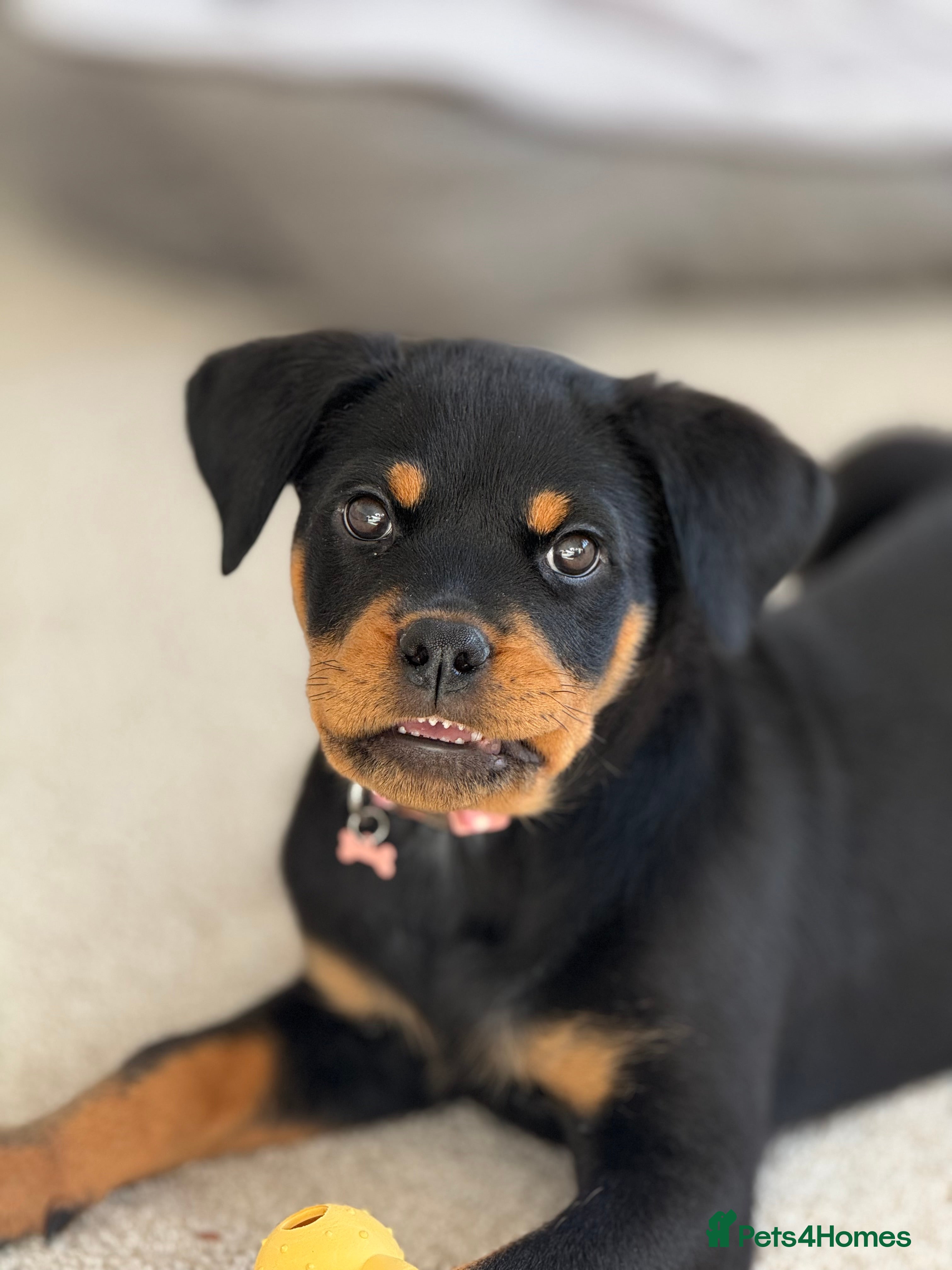 Rottweiler dogs 13 week old puppy - Advert 1