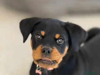 Rottweiler dogs 13 week old puppy - Advert 1