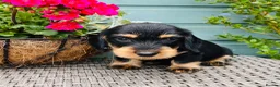 Dachshund dogs for sale: 🐾🌿 KC Registered Teckel Dachshund Litter 🌿🐾 - Advert 10