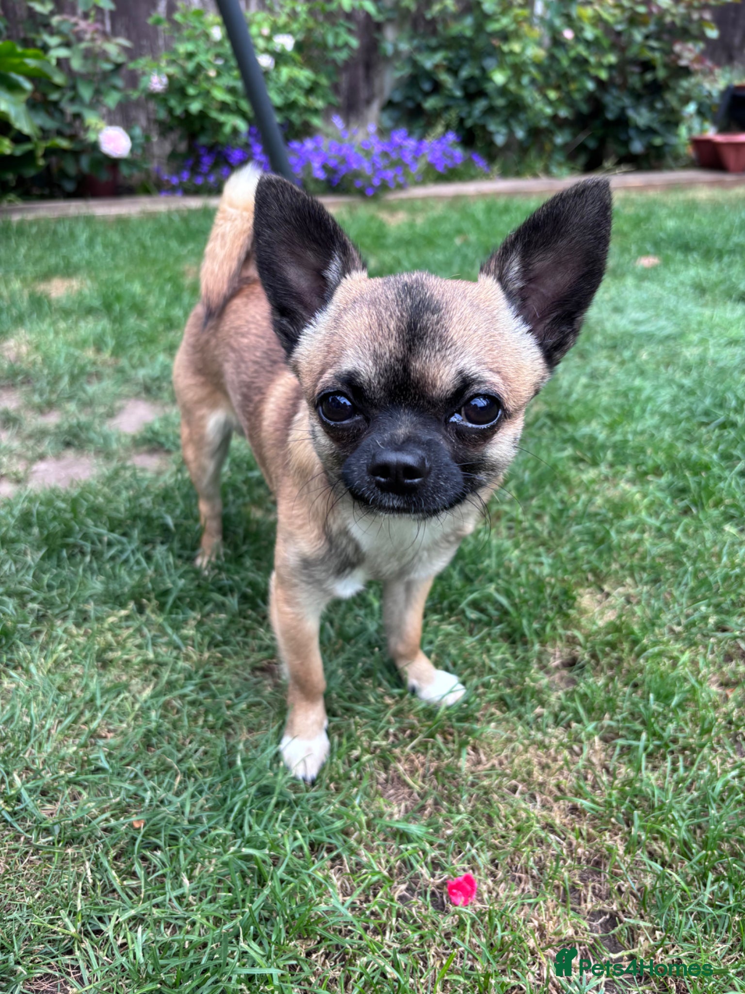 Chihuahua dogs Chihuahua smooth coat FOR STUD - Advert 12