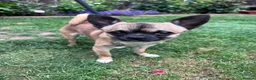 Chihuahua dogs for stud: Chihuahua smooth coat FOR STUD in King's Lynn - Advert 1