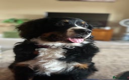Bernedoodle dogs for sale: Beautiful ultra Bernedoodle  - Image 1