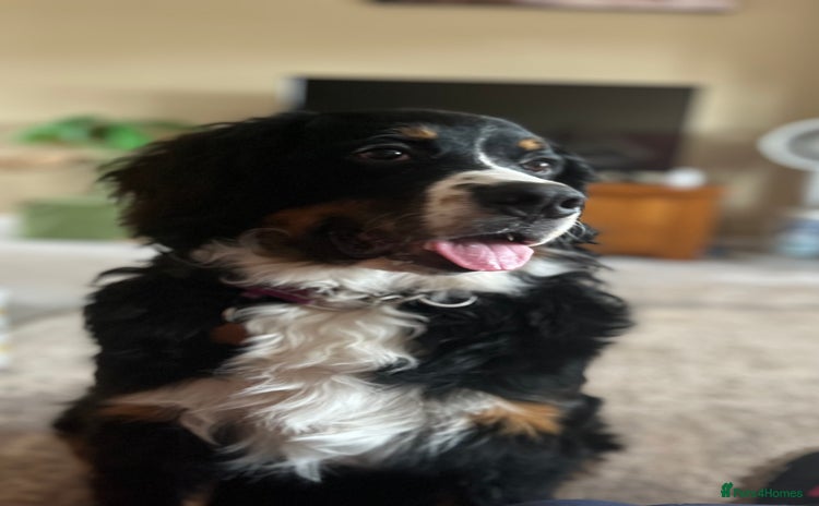 Bernedoodle dogs - Advert 1