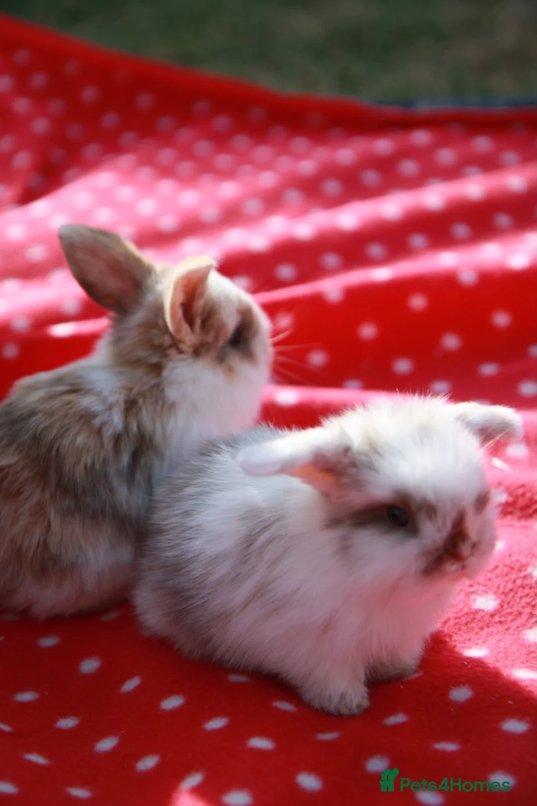 Mini Lop rabbits for sale: Mini lops chocolate harlequins - Advert 8