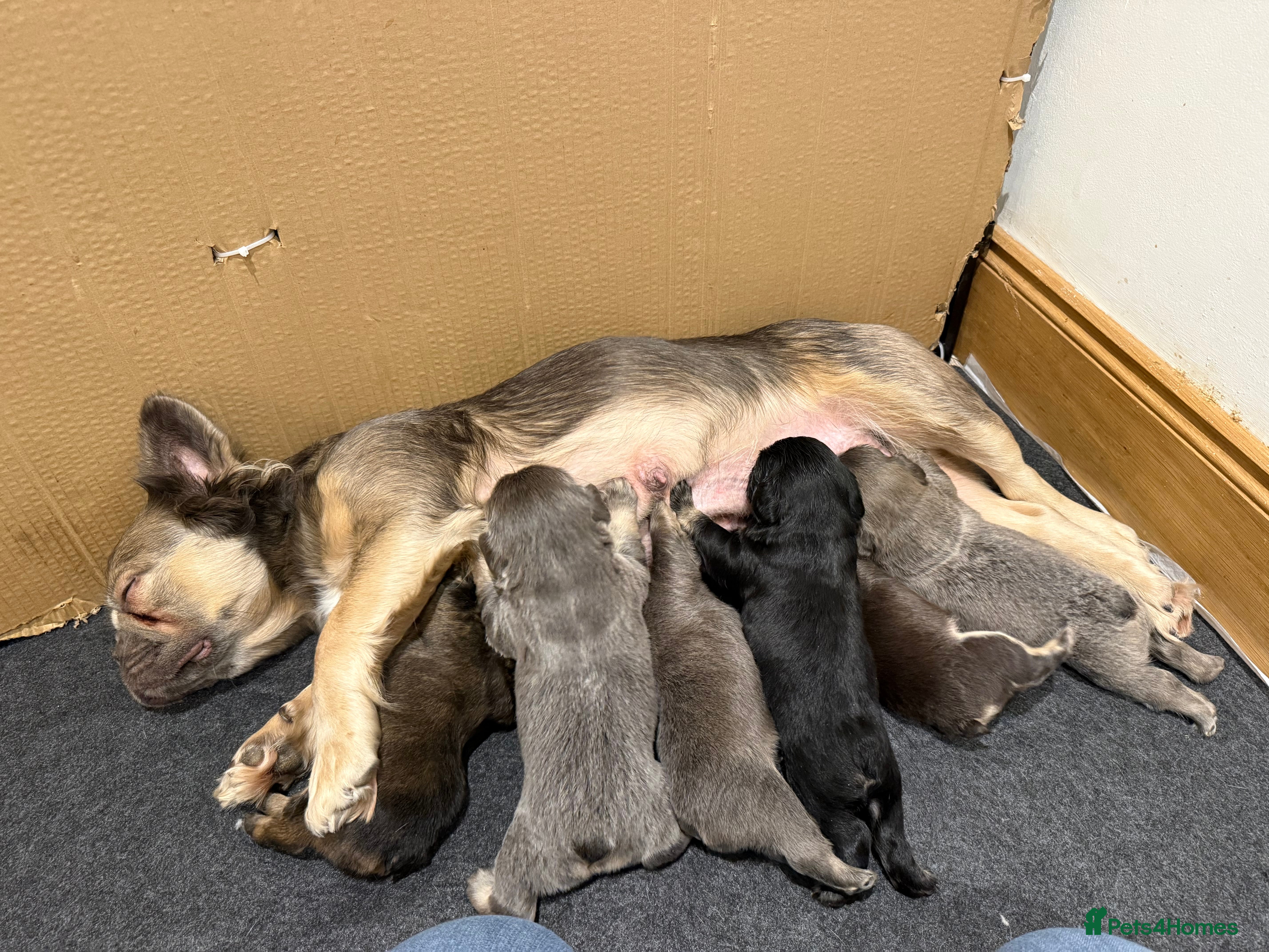 French Bulldog dogs Fluffy French Bulldog Puppies - Advert 1