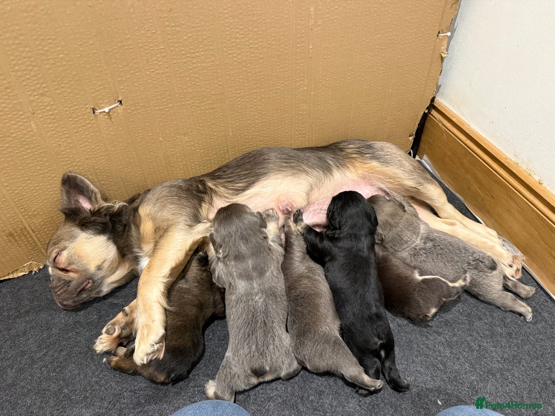 French Bulldog dogs for sale: Fluffy French Bulldog Puppies - Advert 1