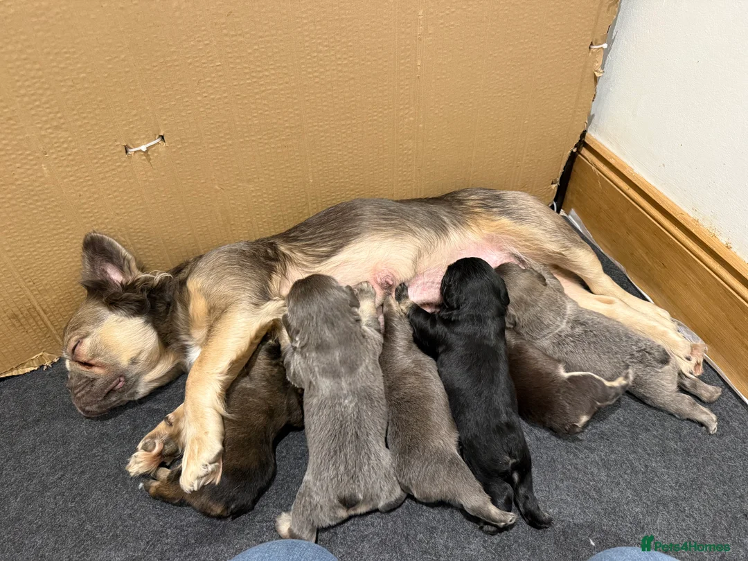 French Bulldog dogs for sale: *PRICE DROP* Fluffy French Bulldog Puppies - Advert 1