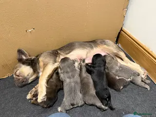 French Bulldog dogs Fluffy French Bulldog Puppies - Advert 18