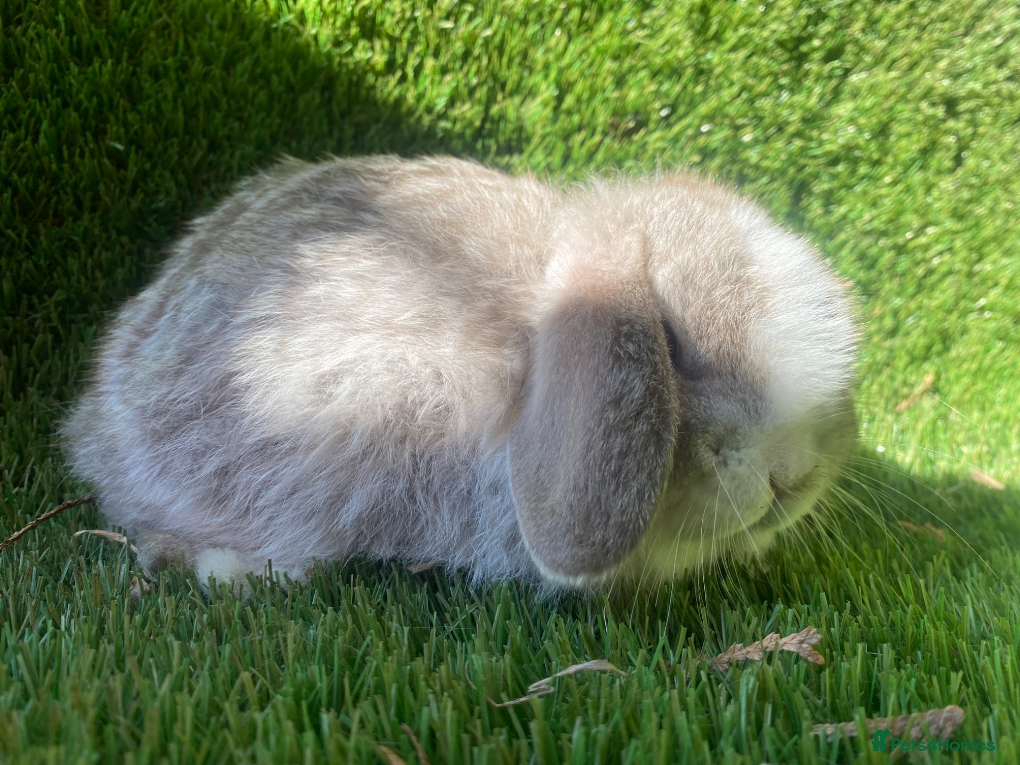 Mini Lion Lop rabbits Mini lops - Advert 5