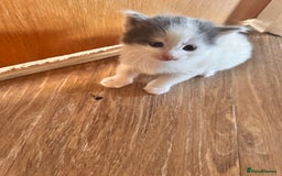 Mixed Breed cats for sale: Kittens - Image 5