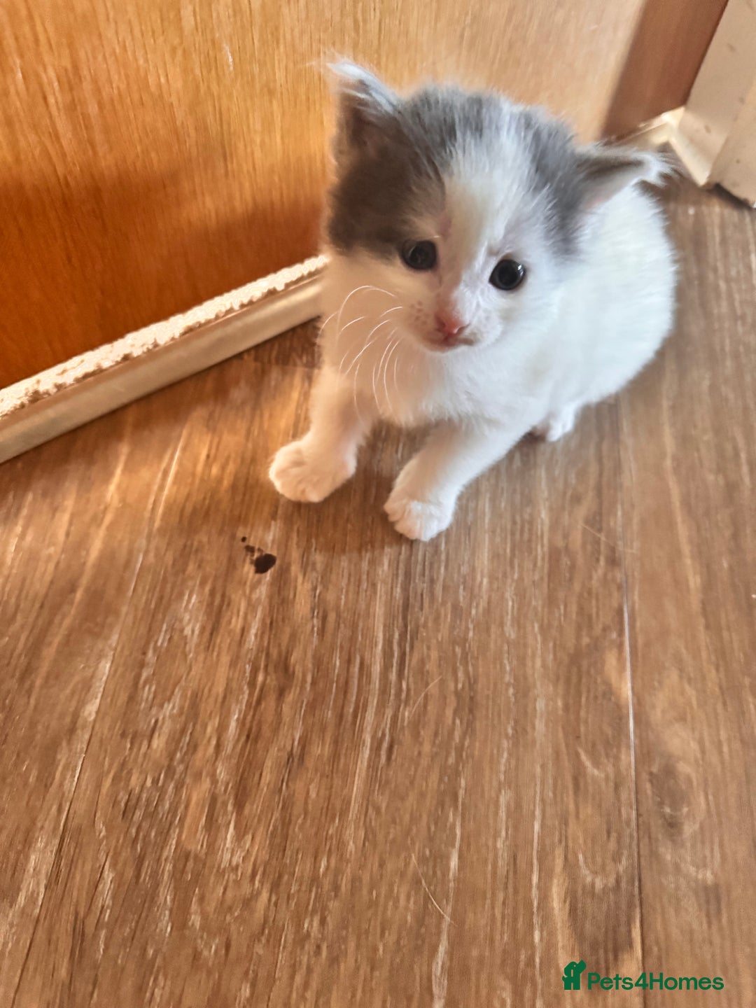 Mixed Breed cats for sale: Kittens - Image 5