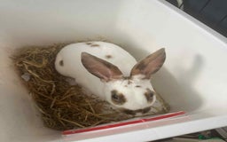 Rex rabbits for sale: Rex female ready to go immediately  - Image 6