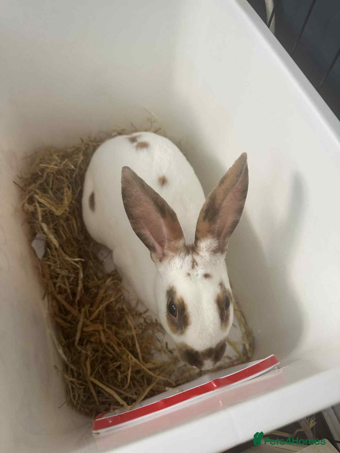 Rex rabbits for sale: Rex female ready to go immediately  - Image 6