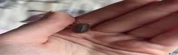 Snails invertebrates for sale: 12 healthy baby giant African land snail baby’s  - Advert 7