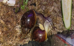 Snails invertebrates for sale: Giant African Land Snails, young adults - Image 1