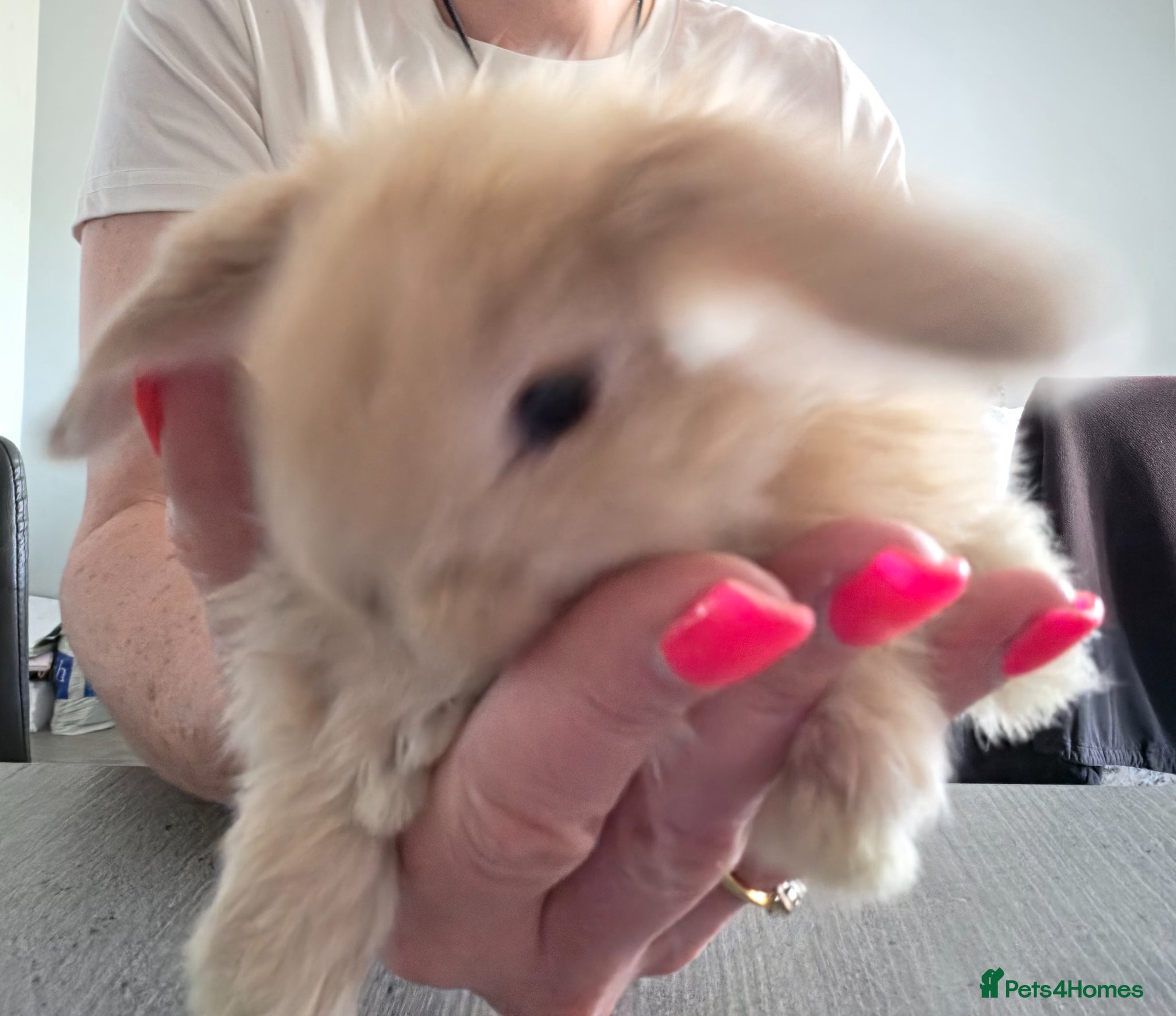 Mini Lop rabbits Baby mini lop bunnies mixed litter - Advert 1