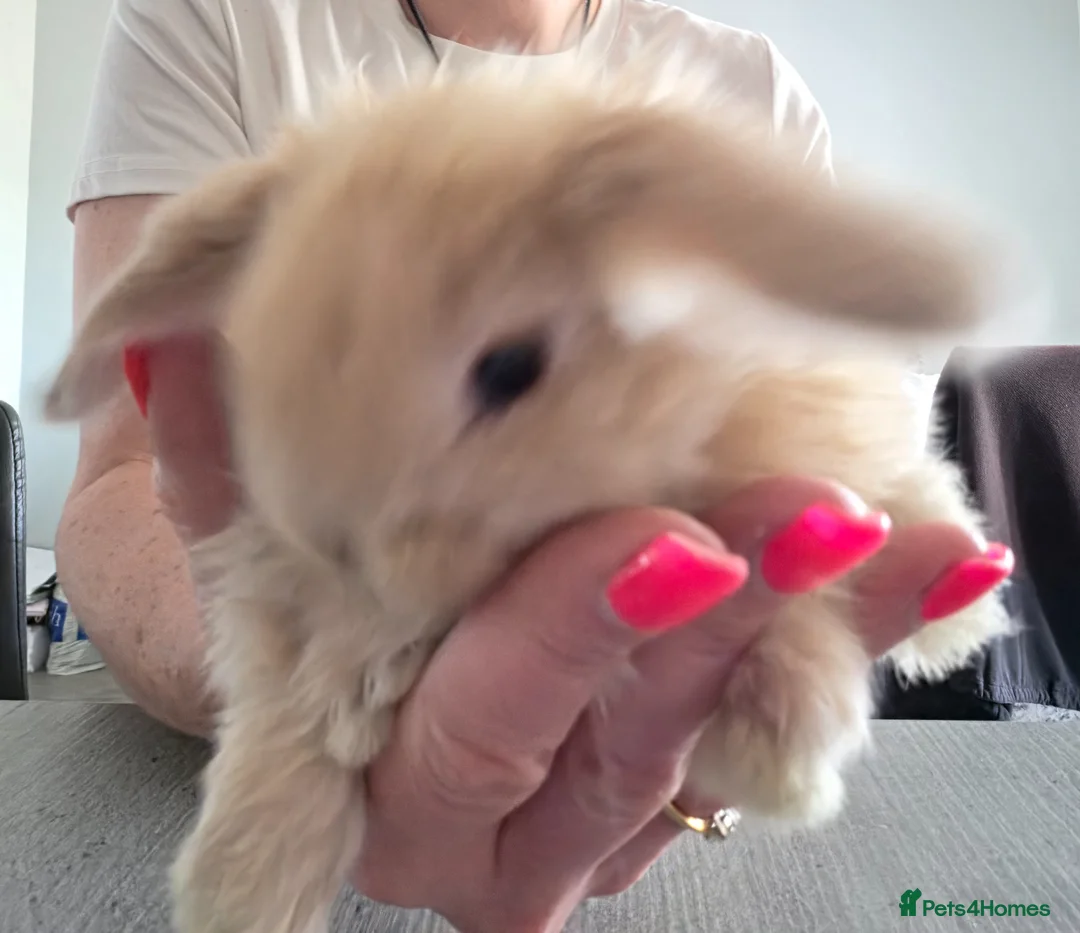 Mini Lop rabbits for sale: Baby mini lop bunnies mixed litter - Advert 1